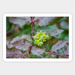 Oregon Grape of Yellow Flowers on Evergreen Shrub Sticker